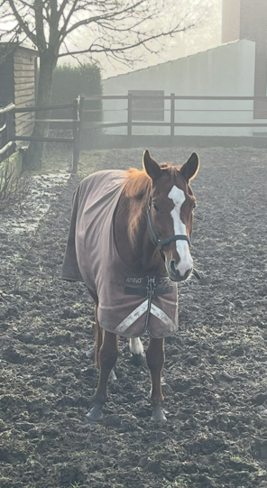 Pferdezubehör Ratgeber mit Informationen zu Pferdedecken und Gamaschen
