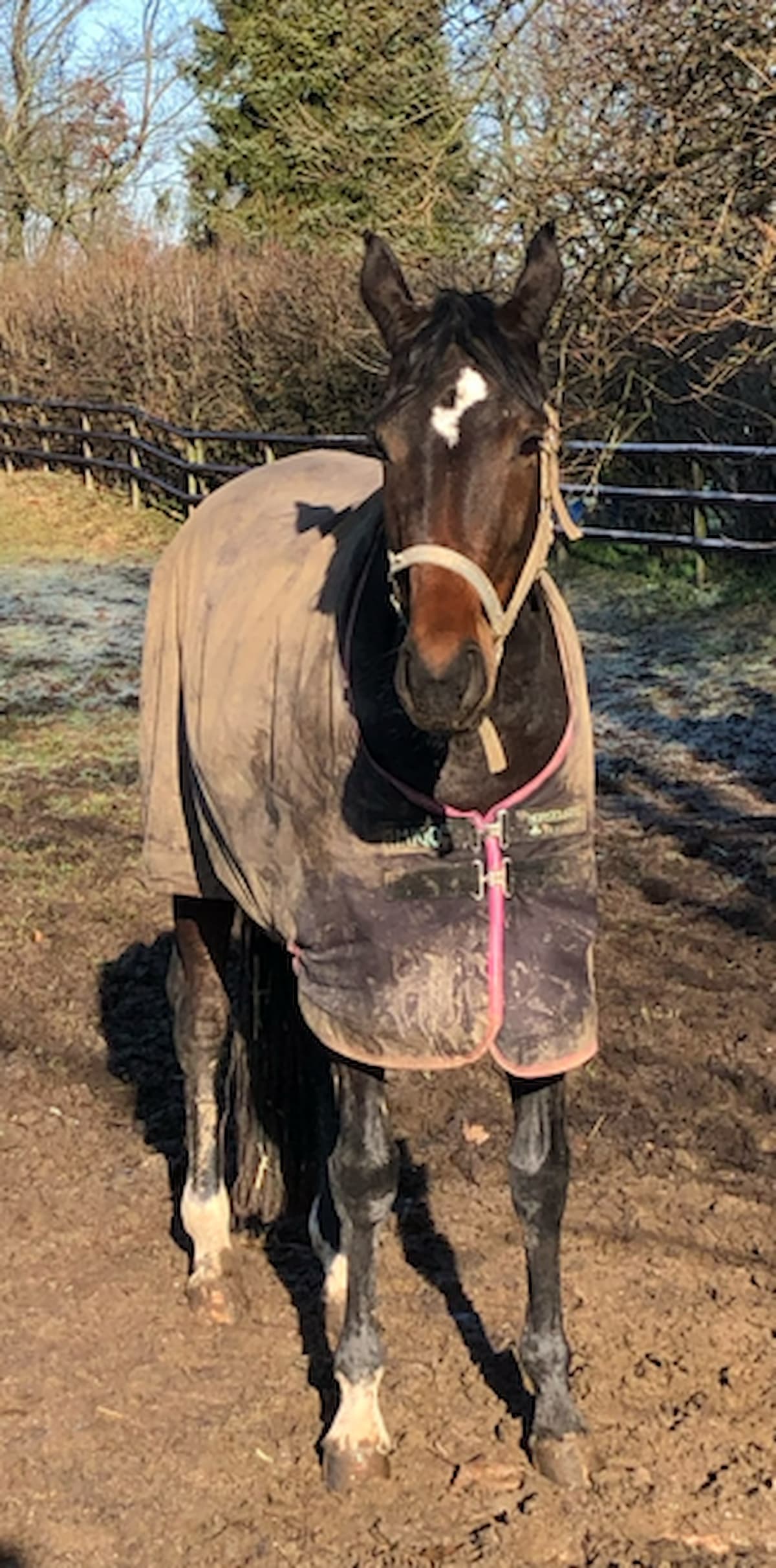 Welche Pferdedecke auf der Weide bei 5 Grad – Überblick zu Deckenarten
