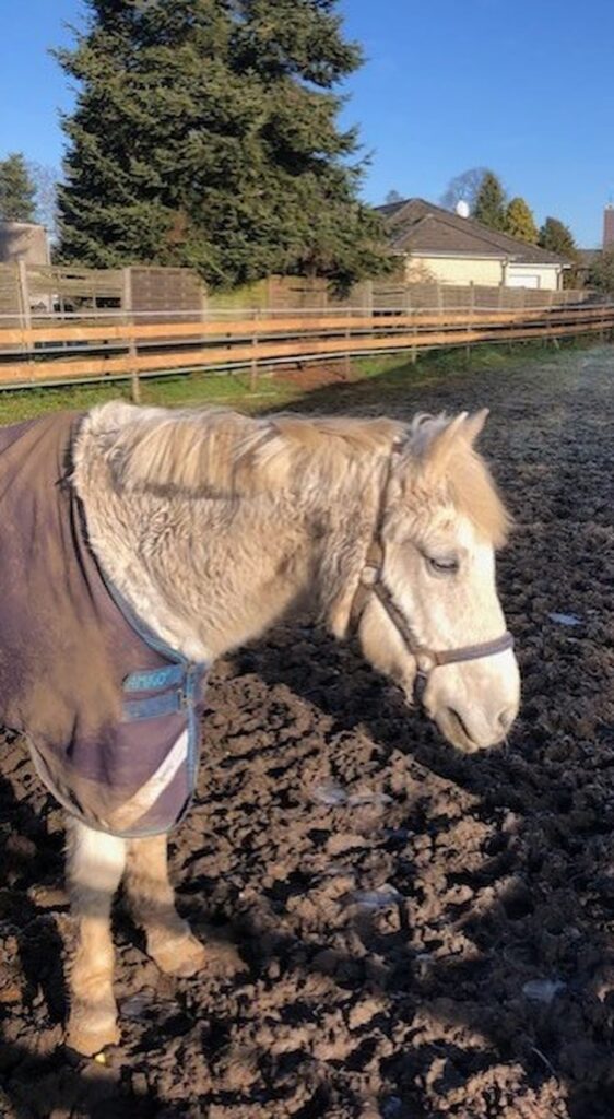mein Pferd im Offenstall mit Decke bei kühlem Wetter
