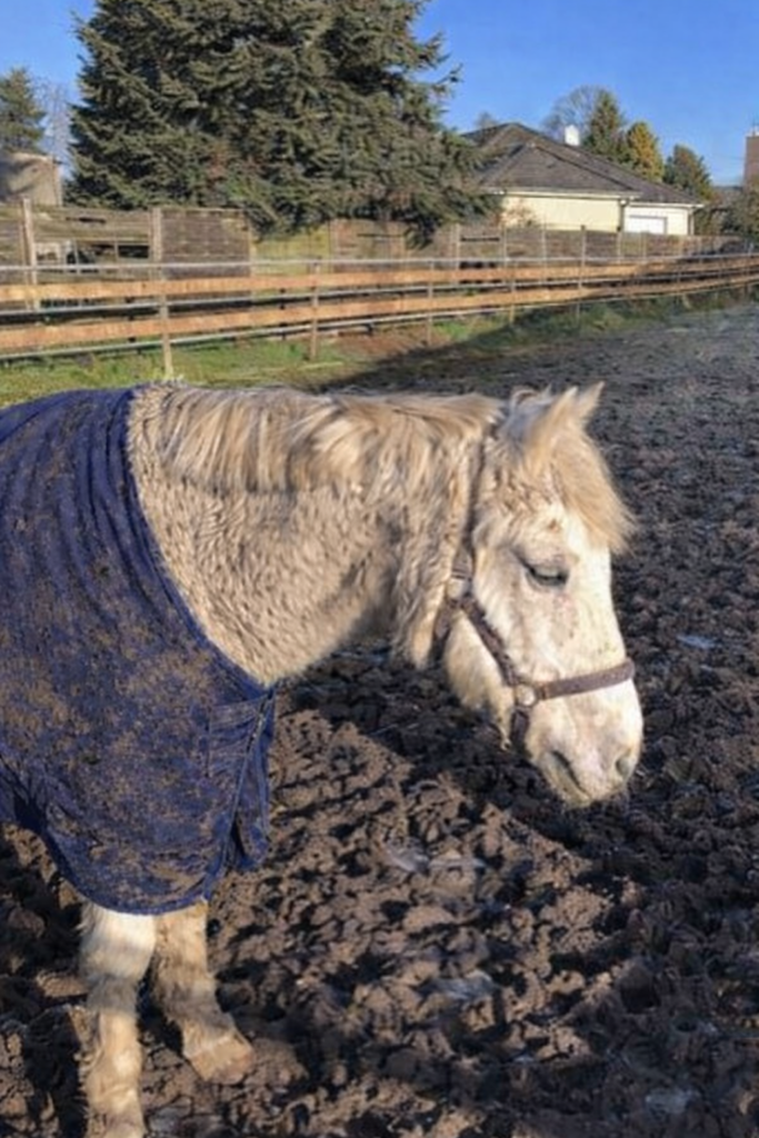 mein Pferd im Offenstall mit Decke bei kühlem Wetter