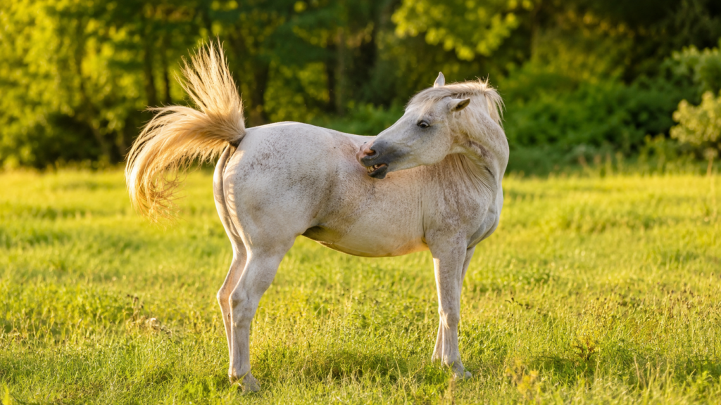 Pferd auf der Weide leidet unter Insektenbefall bei Sommerekzem