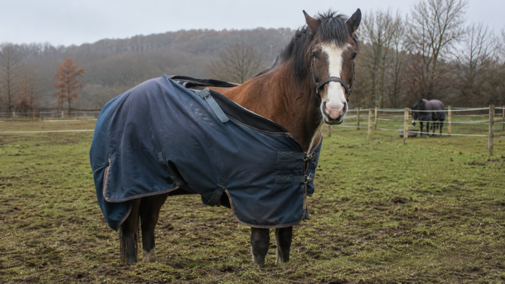 Verrutschte Pferdedecke auf der Weide – Gefahr für das Pferd